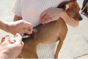 Vacinação contra a raiva animal começa nesta segunda-feira